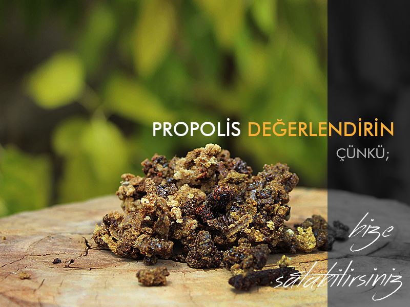 PROPOLİS DEĞERLENDİRİN